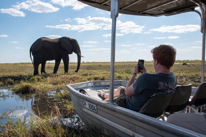 Chobe elephants river safari