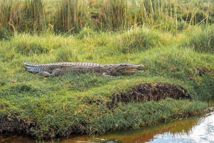 Zambezi River sunset cruise
