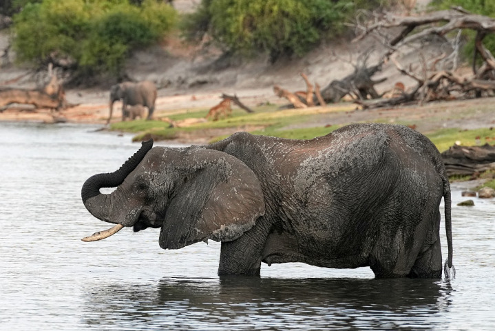 Chobe elephants river safari
